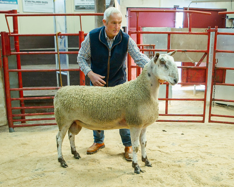 Reserve Champion BFL Shearling Ram